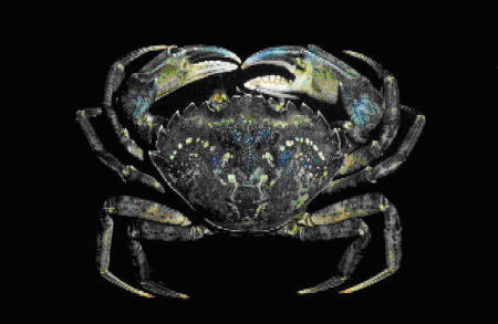 Green Crab image